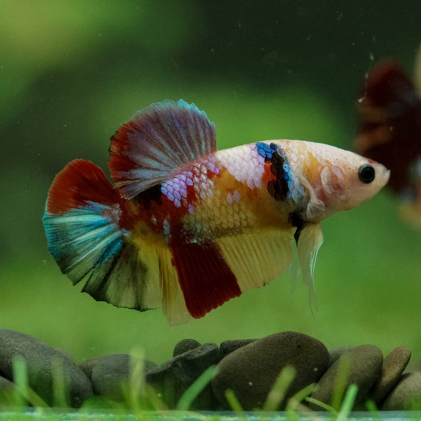 Multicolor/Galaxy Koi Plakat -16 weeks Old