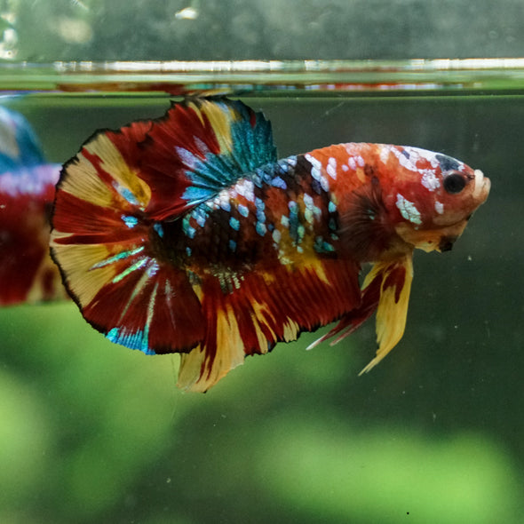 Multicolor/Galaxy Koi Plakat -13 weeks Old