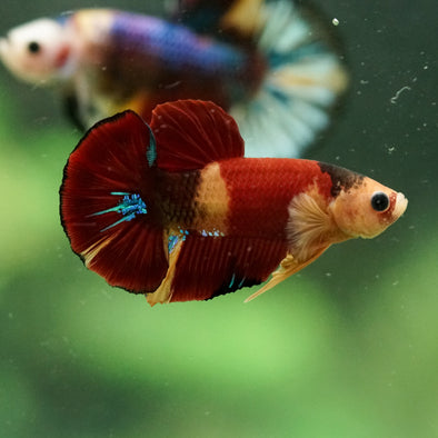 Multicolor/Galaxy Koi Plakat -16 weeks Old