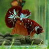 Multicolor/Galaxy Koi Plakat -16 weeks Old
