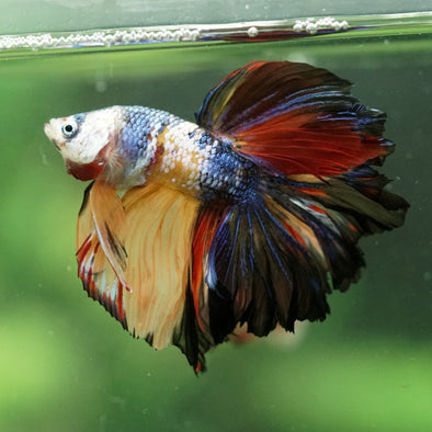 Galaxy/Candy Koi Halfmoon - 14 weeks old