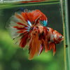 Galaxy/Candy Koi Halfmoon - 14 weeks old