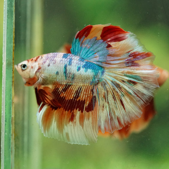 Galaxy/Candy Koi Halfmoon - 14 weeks old