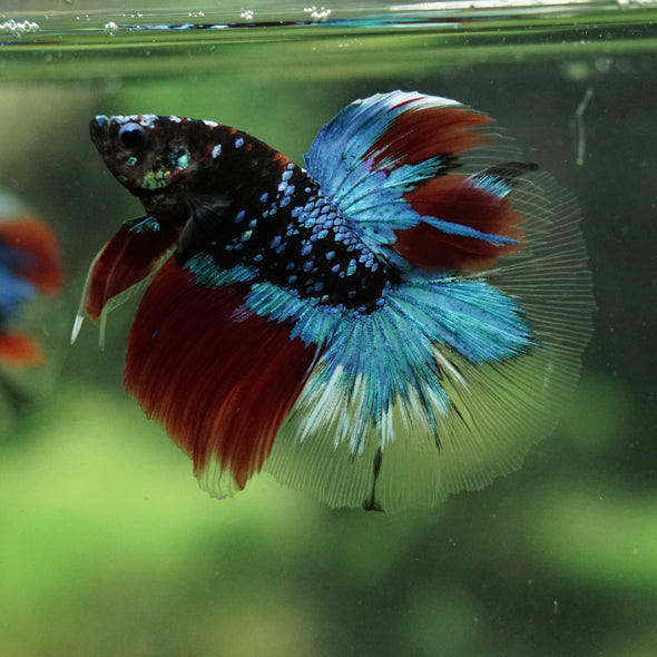 Black Base Galaxy Koi Halfmoon (Avatar) - 14 weeks old