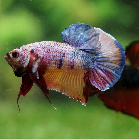 Multicolor/Galaxy Koi Plakat -16 weeks Old