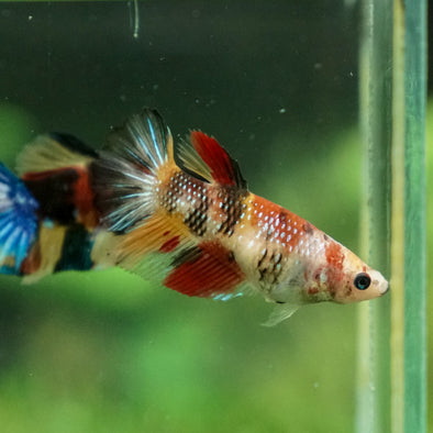 Multicolor/ Galaxy Koi Halfmoon - Female- 13 Weeks Old