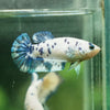 Blue/Green Dalmatian Plakat- Female