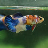 Multicolor/ Galaxy Koi Plakat- Female- 13 Weeks Old