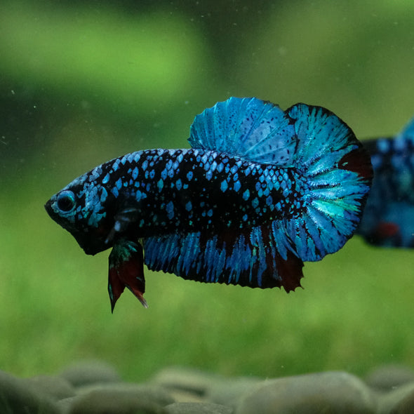 Black Koi Galaxy Plakat (Avatar) -13 weeks Old