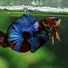 Multicolor/Galaxy Koi Plakat -16 weeks Old