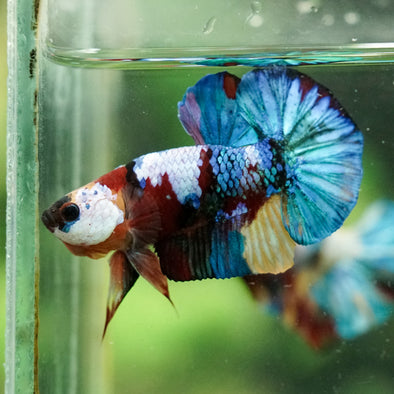 Multicolor/Galaxy Koi Plakat -16 weeks Old