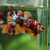 Multicolor/Galaxy Koi Plakat -16 weeks Old