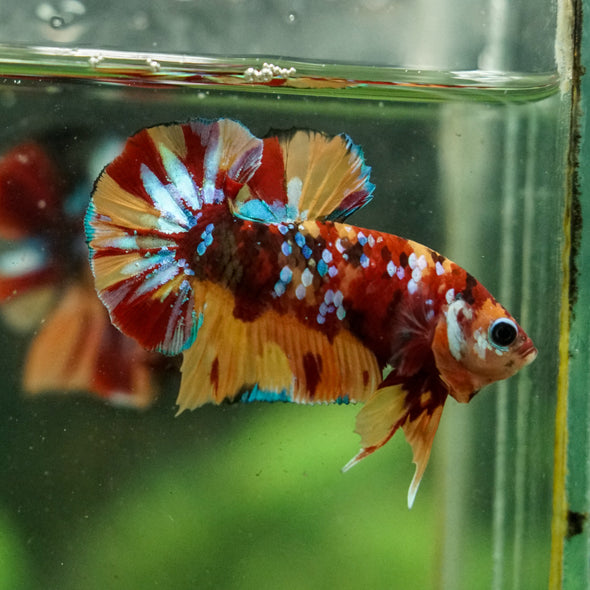 Multicolor/Galaxy Koi Plakat -16 weeks Old