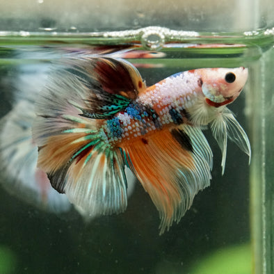 Galaxy/Candy Koi Halfmoon - 14 weeks old