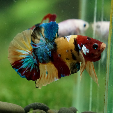 Multicolor/Galaxy Koi Plakat -16 weeks Old