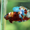 Multicolor/Galaxy Koi Plakat -16 weeks Old