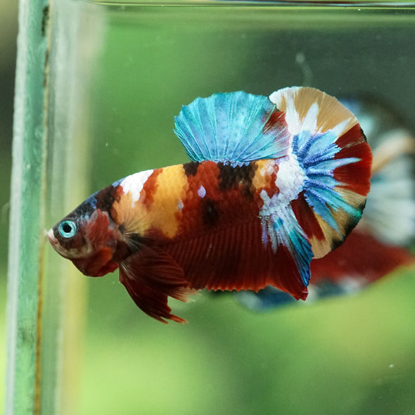 Multicolor/Galaxy Koi Plakat -16 weeks Old