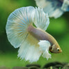 Dumbo Halfmoon - 12 weeks old