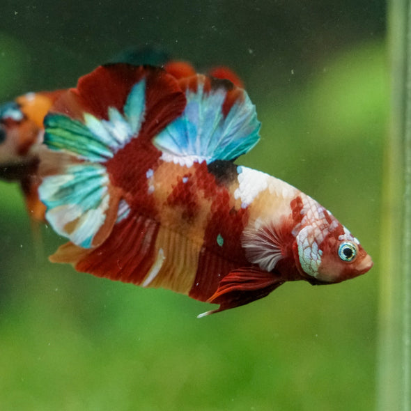 Multicolor/Galaxy Koi Plakat -16 weeks Old