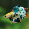 Multicolor/Galaxy Koi Plakat -16 weeks Old