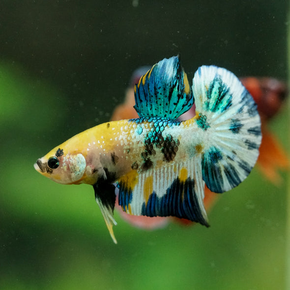 Multicolor/Galaxy Koi Plakat -16 weeks Old
