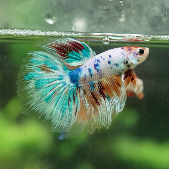 Galaxy/Candy Koi Halfmoon - 14 weeks old