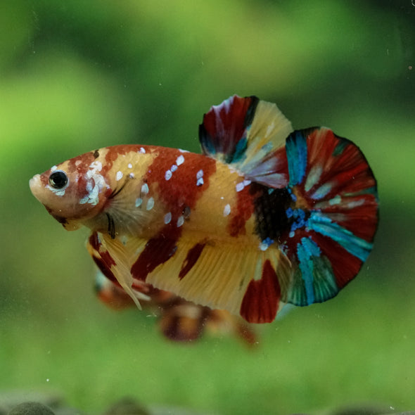 Multicolor/Galaxy Koi Plakat -15 weeks Old