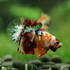 Multicolor/Galaxy Koi Plakat -16 weeks Old