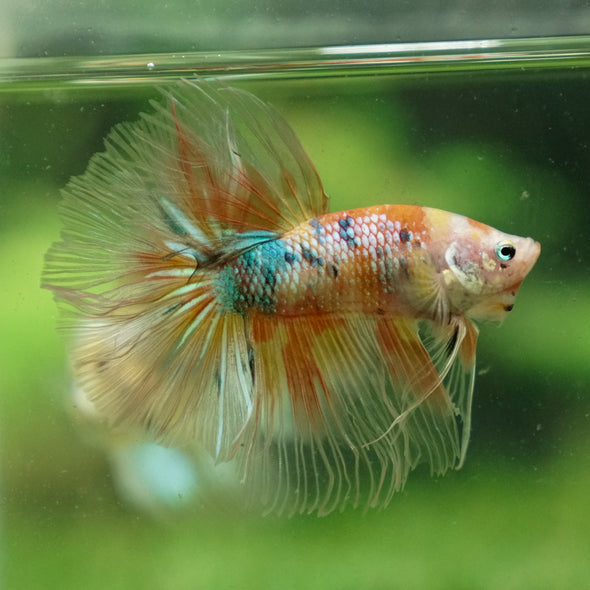 Galaxy/Candy Koi Halfmoon - 13 weeks old