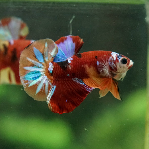 Multicolor/Galaxy Koi Plakat -16 weeks Old
