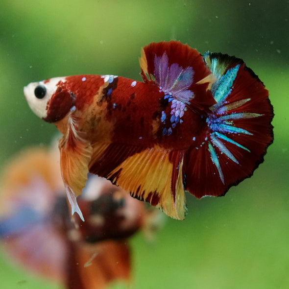 Multicolor/Galaxy Koi Plakat -16 weeks Old