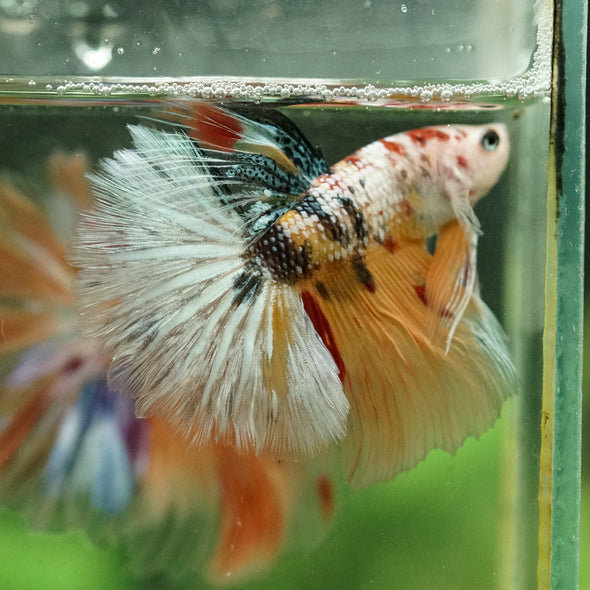Galaxy/Candy Koi Halfmoon - 14 weeks old