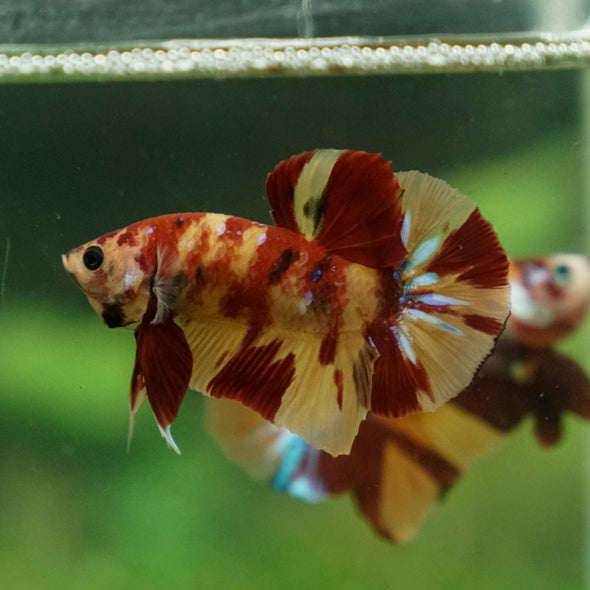 Multicolor/Galaxy Koi Plakat -13 weeks Old