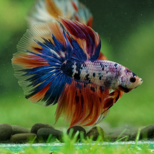 Galaxy/Candy Koi Halfmoon - 13 weeks old