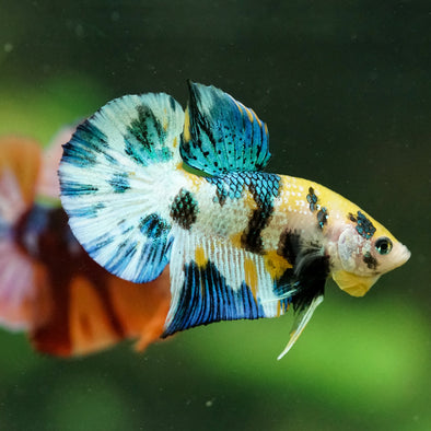 Multicolor/Galaxy Koi Plakat -16 weeks Old