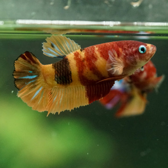 Multicolor/ Galaxy Koi Plakat- Female- 13 Weeks Old
