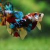 Multicolor/Galaxy Koi Plakat -16 weeks Old