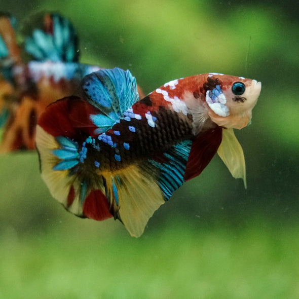 Multicolor/Galaxy Koi Plakat -16 weeks Old