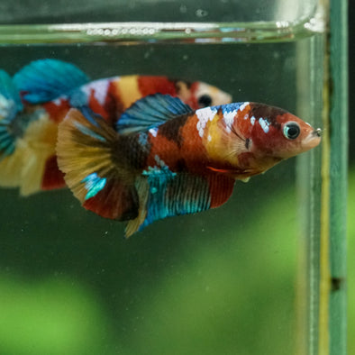 Multicolor/ Galaxy Koi Plakat- Female- 13 Weeks Old