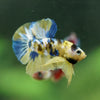 Multicolor/Galaxy Koi Plakat -16 weeks Old