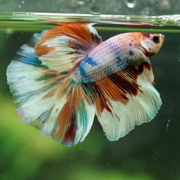Galaxy/Candy Koi Halfmoon - 14 weeks old