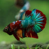 Multicolor/Galaxy Koi Plakat -16 weeks Old