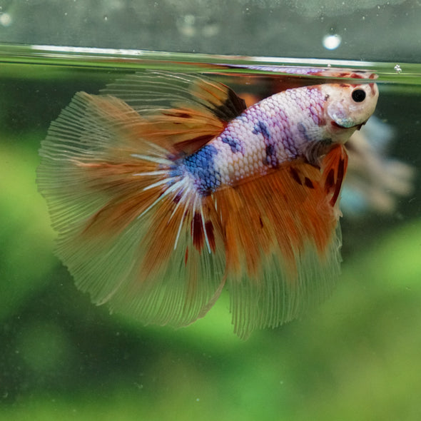 Galaxy/Candy Koi Halfmoon - 13 weeks old