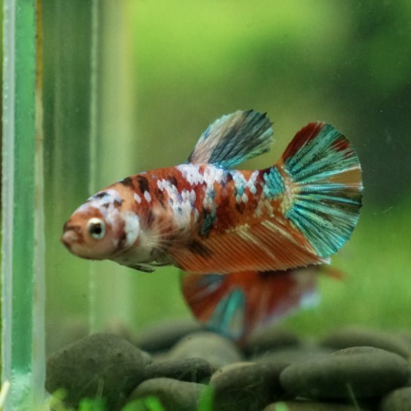 Multicolor/ Galaxy Koi Plakat - Female- 13 Weeks Old