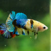 Multicolor/ Galaxy Koi Plakat- Female- 13 Weeks Old