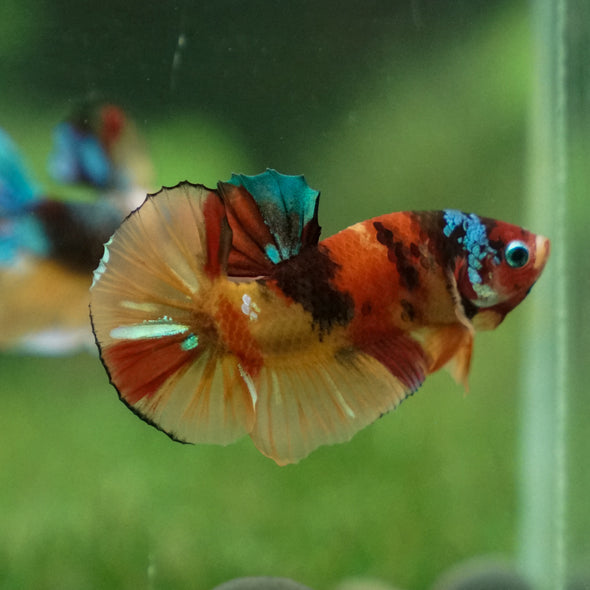 Multicolor/Galaxy Koi Plakat -11 weeks Old