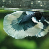 Dumbo Halfmoon - 13 weeks old