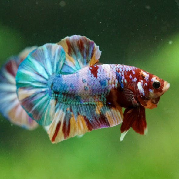 Multicolor/Galaxy Koi Plakat -14 weeks Old