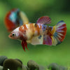 Multicolor/ Galaxy Koi Plakat- Female- 13 Weeks Old