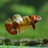 Multicolor/ Galaxy Koi Plakat - Female- 13 Weeks Old